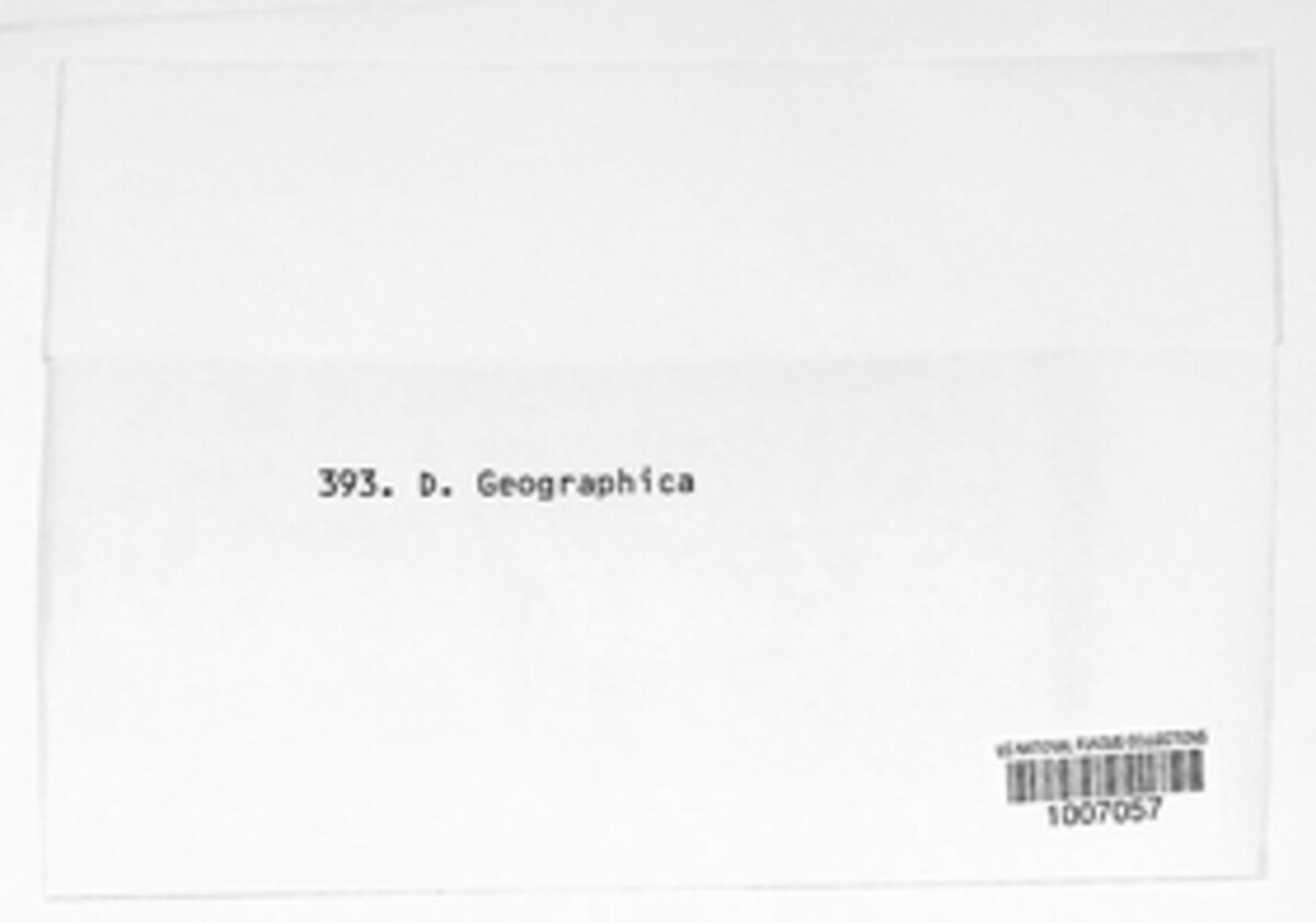 Dothidea geographica image